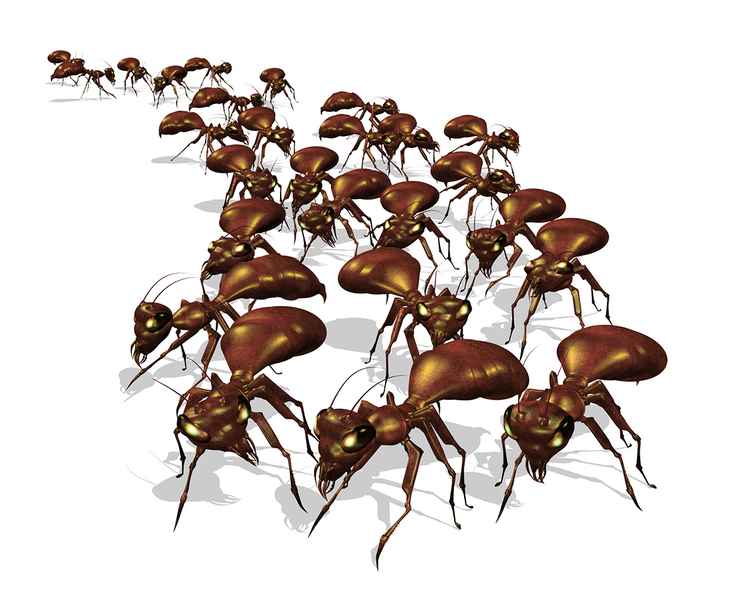 螞蟻不請自來！用這招輕鬆趕走它們
