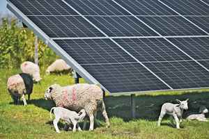 「太陽能放牧」模式展現科技與動物共存