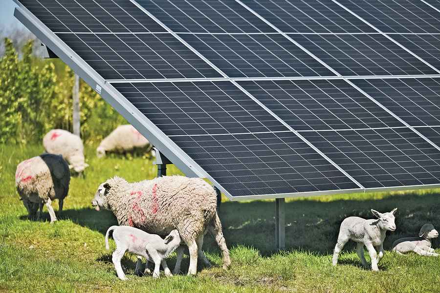 「太陽能放牧」模式展現科技與動物共存