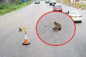 猴子疑遭車撞 頭部受傷呆坐城隧大樓外