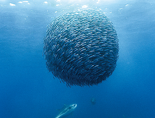 在太平洋東南方的一群鯷魚組成餌球（bait ball），像龍捲風般不停地旋轉，以嚇阻掠食者。（視頻截圖）