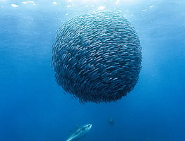 嚇阻掠食者 數萬隻小魚形成「龍捲風」