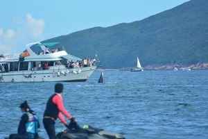 西貢鯨魚背傷 海洋公園保育基金籲勿追鯨