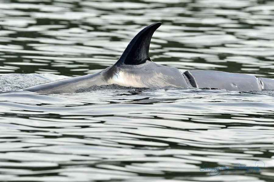 出沒西貢海域鯨魚 WWF指傷口有擴大跡象