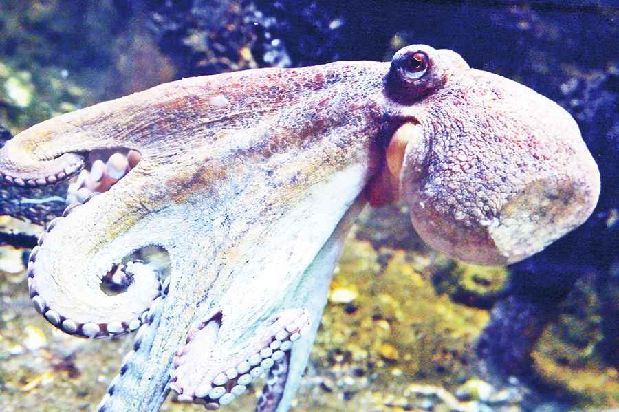 最新發現：章魚可能也會做夢
