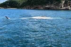 【有片】西貢鯨魚｜牛尾洲對開疑現鯨屍