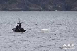 小鯨魚魂斷香江  回顧牠在港19天