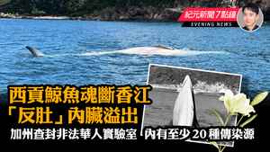 【7.31紀元新聞7點鐘】西貢鯨魚魂斷香江 「反肚」內臟溢出