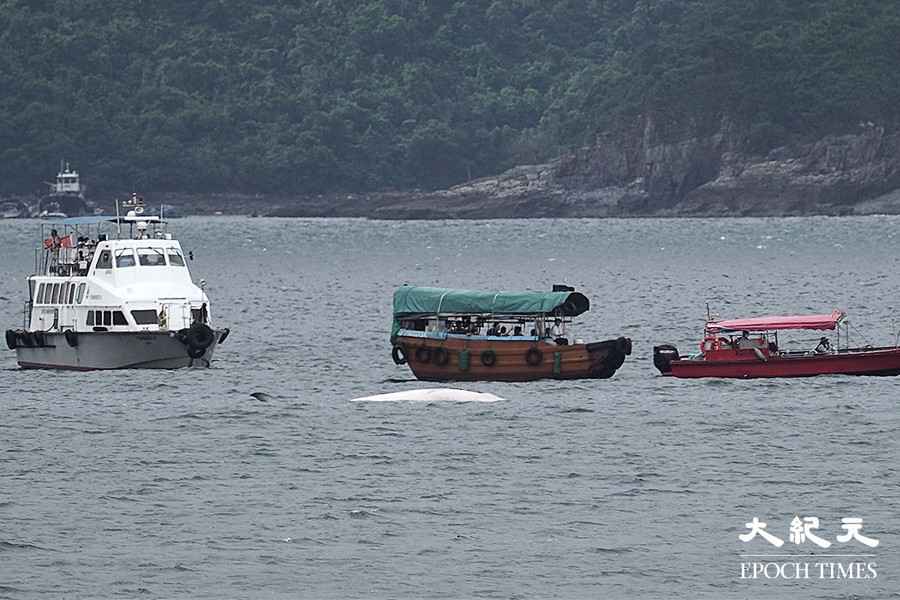 本研社：鯨魚位處香港加速旅遊化海域