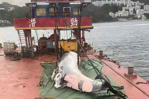 海洋公園：鯨魚未成年 新傷口或因船隻撞擊