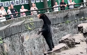 杭州動物園引發外媒質疑人披熊皮扮假