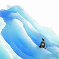 美洲獅 在藍色冰山上休息的美麗畫面