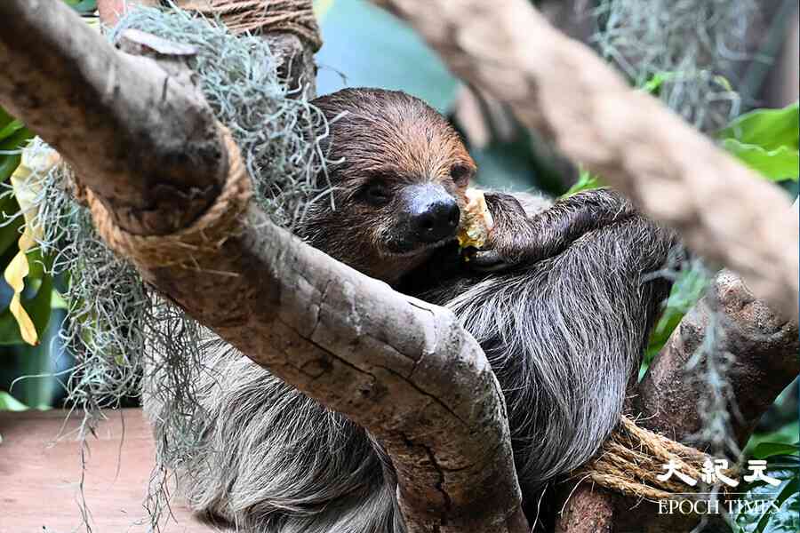 海洋公園新展館「樹懶與好友」開幕