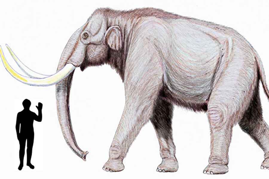 英國採石場發現45萬年前 猛獁象牙 保存完整