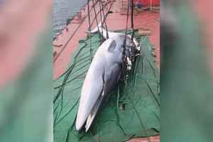 西貢鯨魚 | 解剖完成 屍體將掩埋 日後作研究