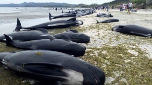 新西蘭數百鯨魚擱淺死亡 規模史上第三大