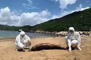 鯨豚擱淺｜西貢發現鯨豚屍體 今年第20宗