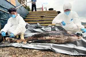 鯨豚擱淺 | 柴灣現江豚屍體 為本年第21宗鯨豚擱淺