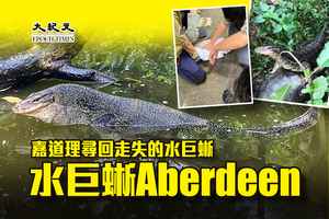 嘉道理尋回走失的水巨蜥Aberdeen【有片】