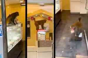 馬騮闖火炭餅店搶麵包 網民：原諒佢啦