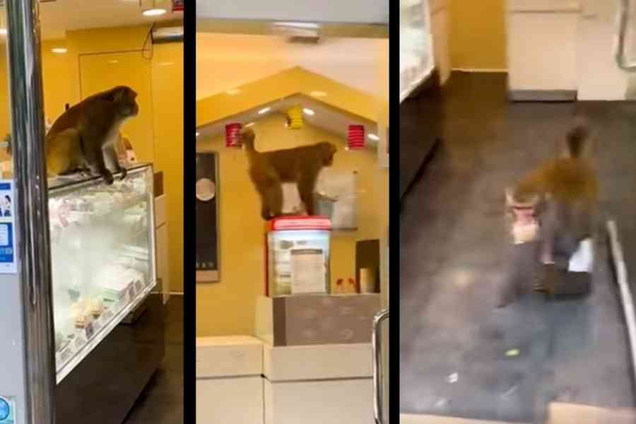 馬騮闖火炭餅店搶麵包 網民：原諒佢啦