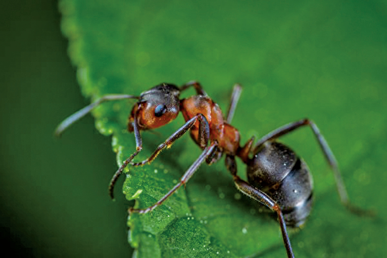 研究發現：螞蟻可嗅出尿液中的癌症氣味