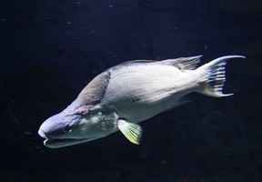 美科學家發現一種魚可用皮膚「觀察」環境