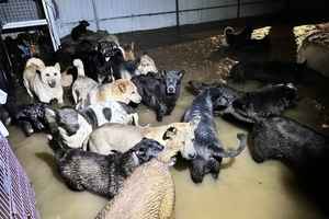 黑雨｜粉嶺狗場被淹 義工冒險救出過百貓狗