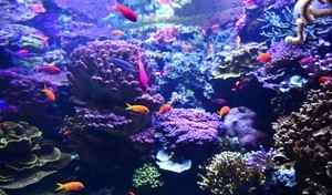 新發現：藻類通過降解細胞壁給珊瑚提供養份