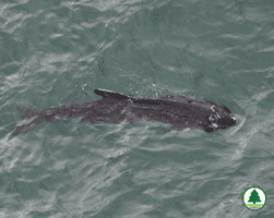漁護署指鯨魚背有傷口 強烈勸喻市民勿追鯨