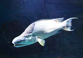 科學家發現一種魚可用皮膚「觀察」環境
