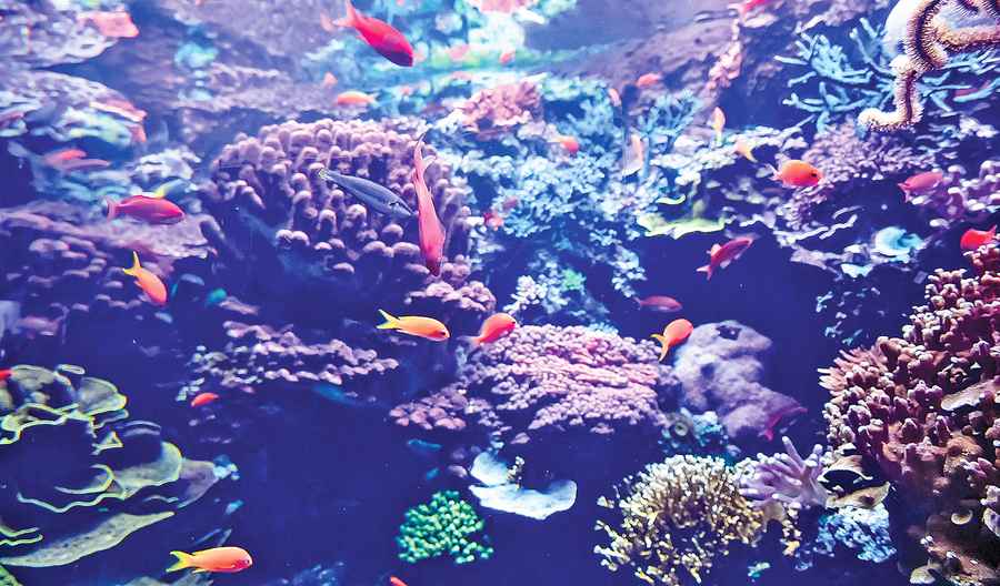 新發現 藻類通過降解細胞壁 給珊瑚提供養份