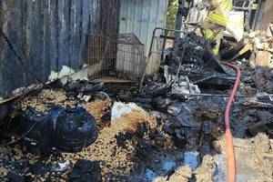 打鼓嶺貨櫃屋起火 消防發現22具狗屍