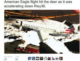 美國一航班起飛時撞上一頭鹿 緊急迫降