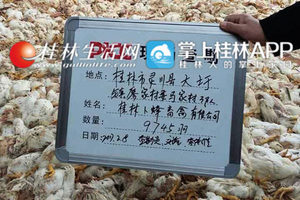 H7N9禽流感席捲中國 民眾籲當局公開信息