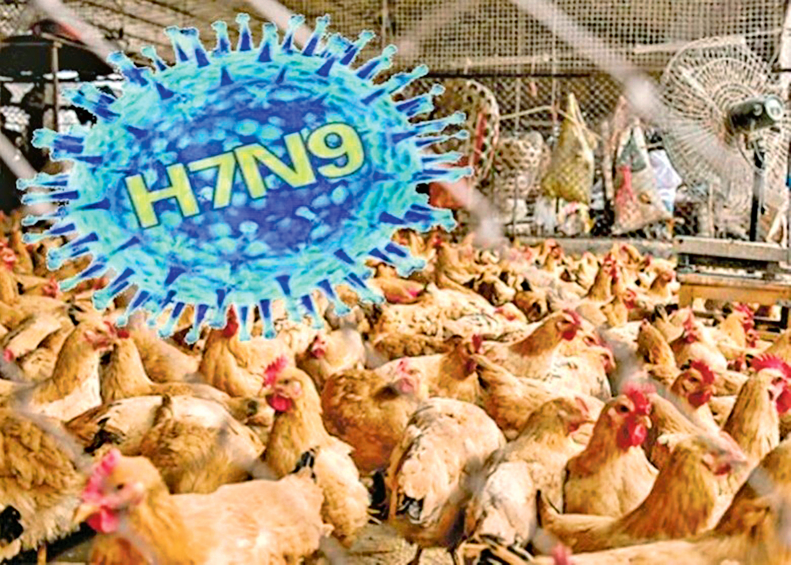 中國目前已進入甲型禽流感H7N9的高峰期，人類感染H7N9和發病風險正持續增加。今年禽流感病毒活躍程度比往年同期為高。（網絡圖片）