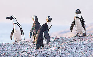 氣候變遷和人類活動 影響瀕危企鵝捕魚
