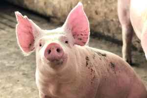 非洲豬瘟 | 漁護署將於11.25銷毁1,900頭豬