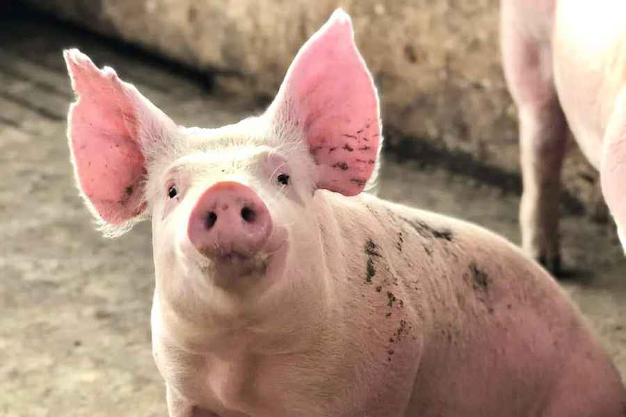 元朗再有豬場豬隻感染非洲豬瘟 900多頭豬將被銷毁