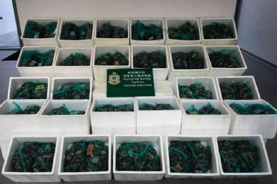 海關檢6400隻走私大閘蟹 市值約39萬