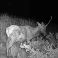 月圓之夜 美國國家公園驚現「獨角獸」