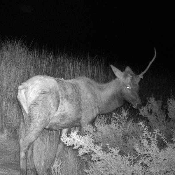 月圓之夜 美國國家公園驚現「獨角獸」