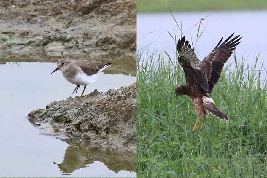 觀鳥日比賽 發現瀕危東方白鸛等雀鳥