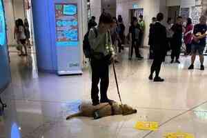 導盲犬Funny離世 檢驗報告揭疑中毒亡