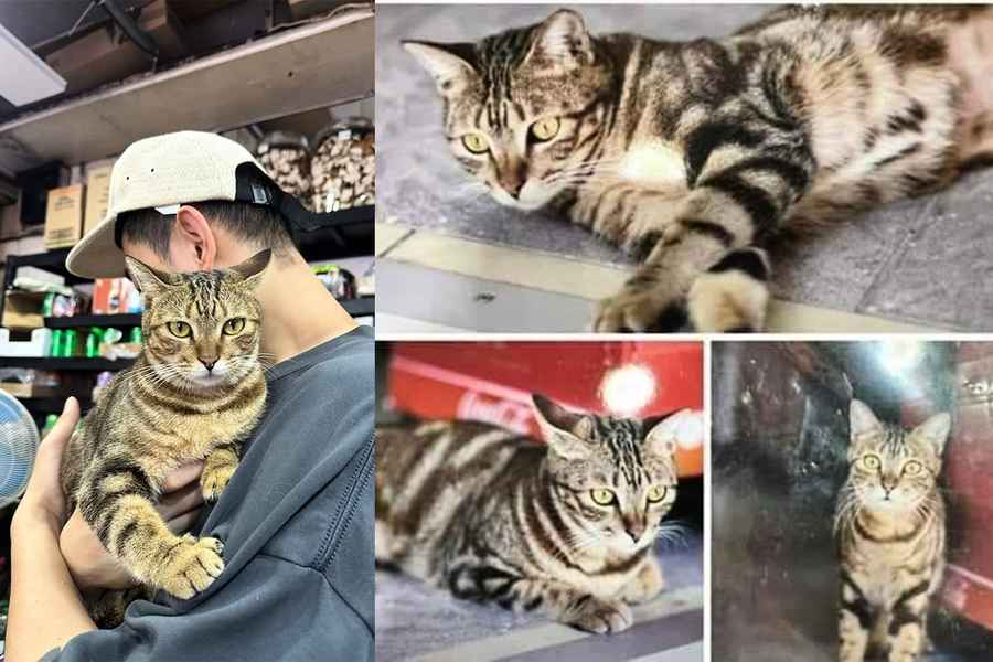 【有片】33歲偷貓賊落網 「樂樂」仍失蹤