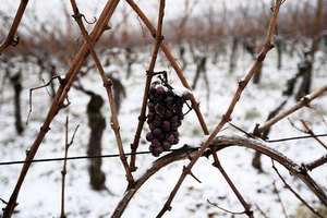 天氣惡劣 全球葡萄酒產量創廿年新低