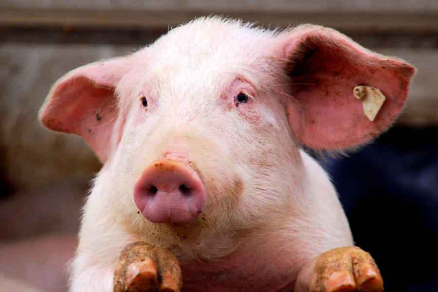 豬場接連爆非洲豬瘟 疑與動物屍體收集路線有關