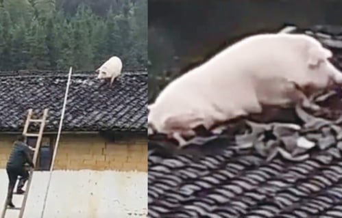 目睹三同伴被宰 豬跳兩米高屋頂逃命