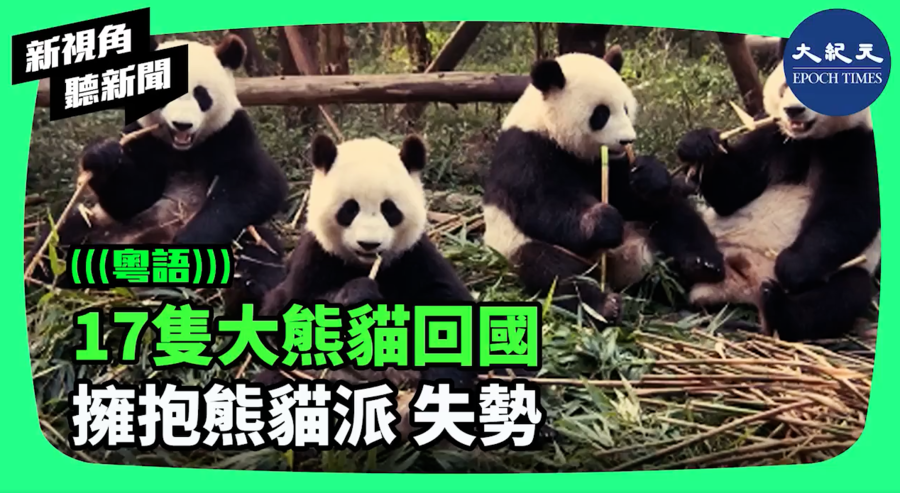 【新視角聽新聞】17隻大熊貓回國 擁抱熊貓派 失勢
