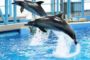 海洋公園40歲海豚Molly離世